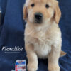 Klondike (M) 6 weeks - Adopted