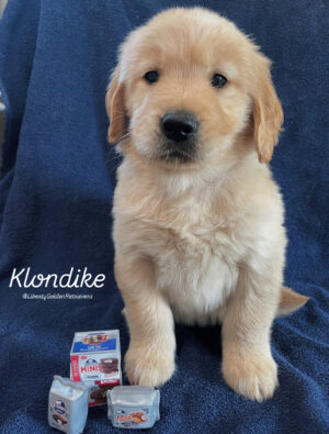 IMG_0126 Klondike (M) 6 weeks - Adopted