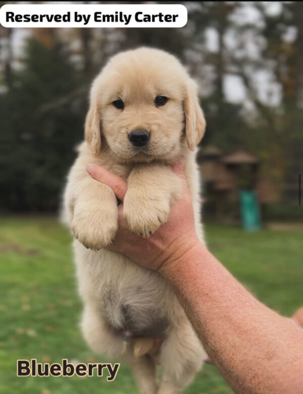 IMG_3331 Blueberry (female)