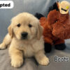 Boots (M) 6 weeks - Adopted