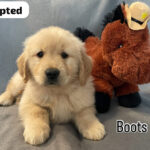 Boots (M) 6 weeks - Adopted