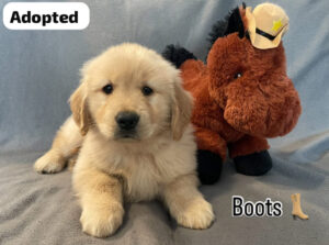 Boots (M) 6 weeks - Adopted