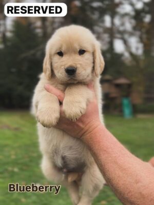 c26d943b-deff-492f-a0e4-155613c4b4ea Blueberry (female)