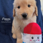 IMG_0124 Poppi (M) 6 weeks - Adopted