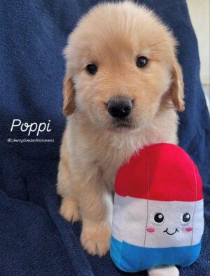 IMG_0124 Poppi (M) 6 weeks - Adopted