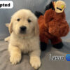 Lasso (M) 6 weeks - Adopted
