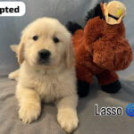 Lasso (M) 6 weeks - Adopted