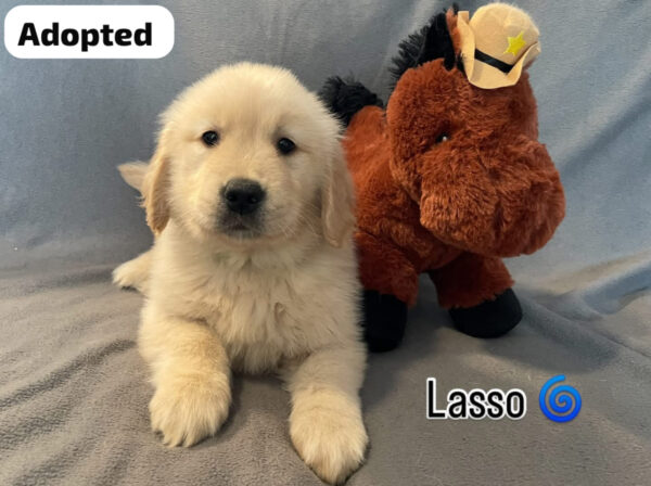 Lasso (M) 6 weeks - Adopted