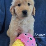 IMG_0125 Sorbet (F) 6 weeks - Adopted