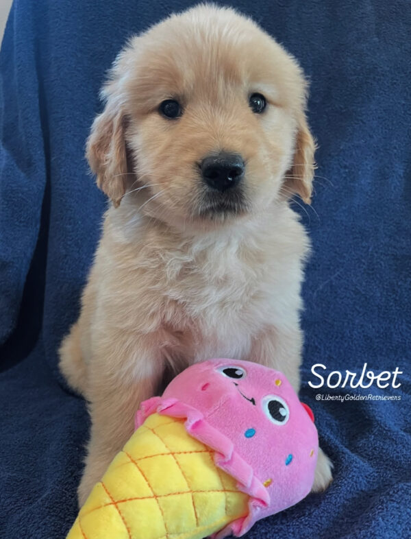 Sorbet (F) 6 weeks - Adopted