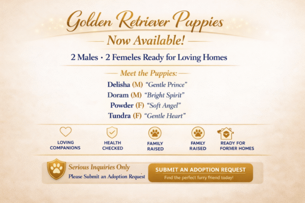 IMG_8707 Now Available! Submit Adoption Request !