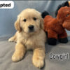 Cowgirl (F) 6 weeks - Adopted
