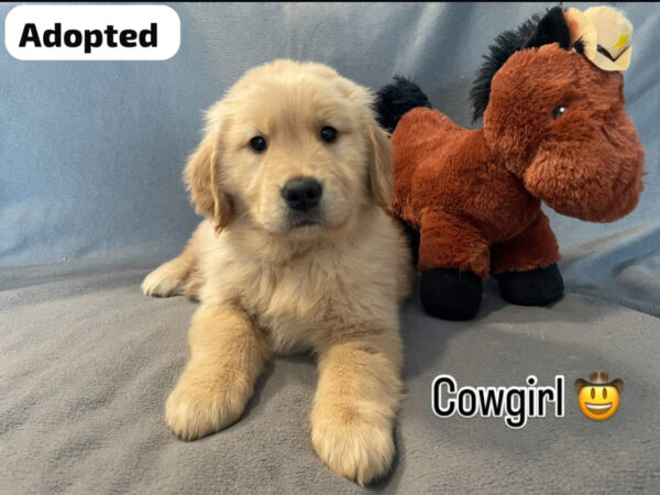 Cowgirl (F) 6 weeks - Adopted