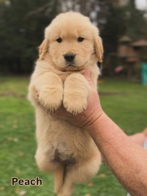 IMG_9106 Peach (male)